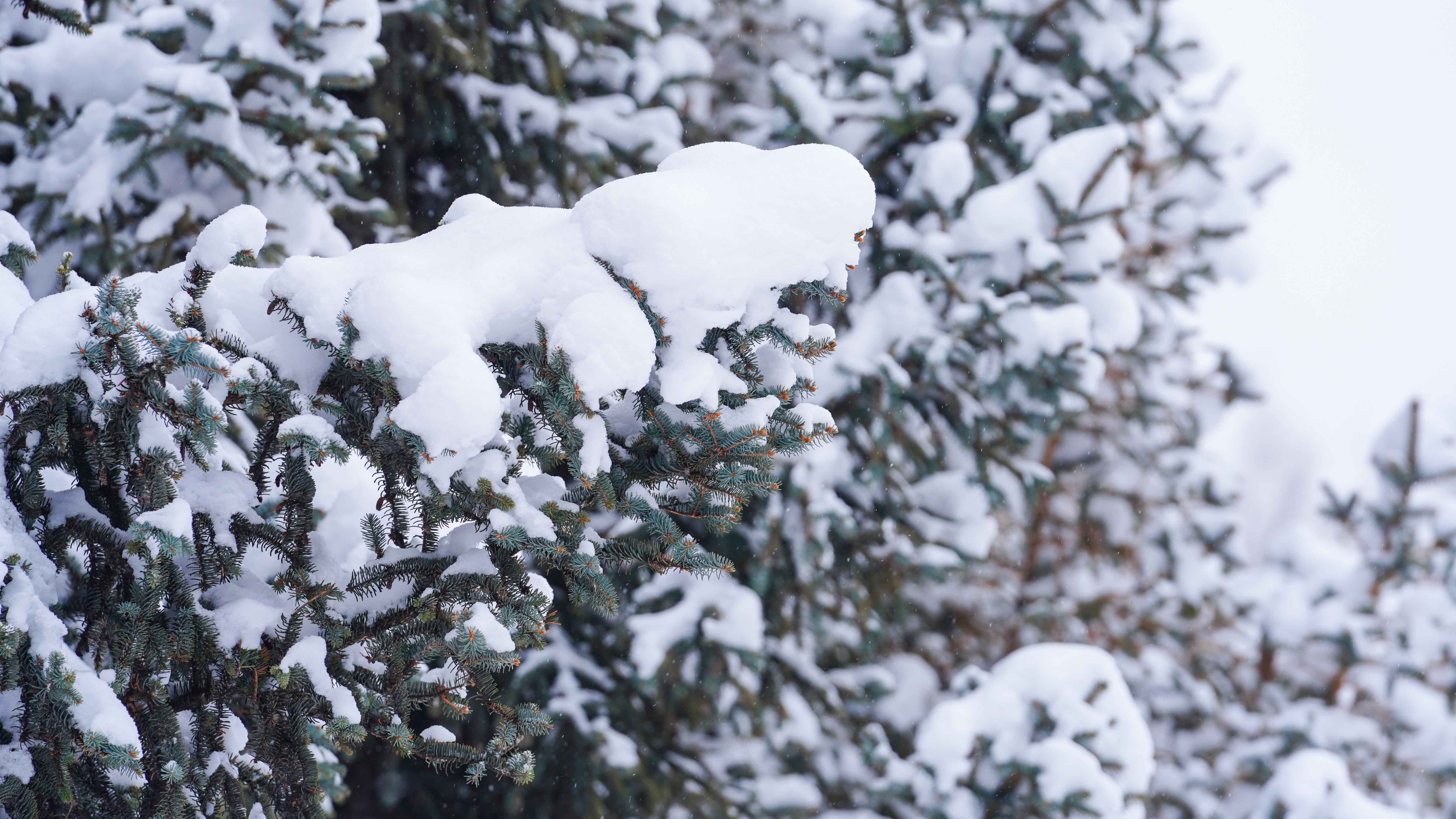 路旁的景观树上落满白雪。