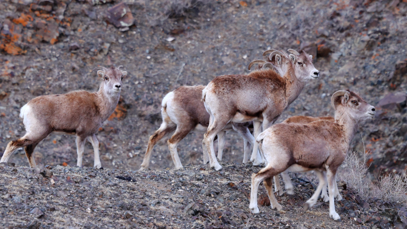国家二级保护动物盘羊现身萨吾尔山区