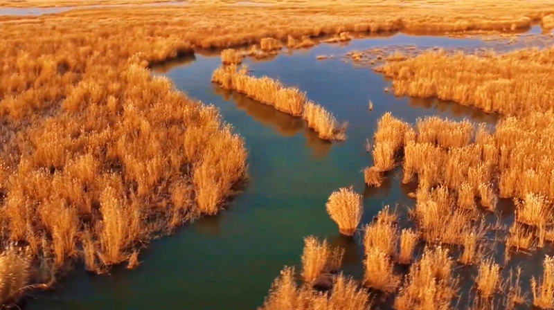 【云游新疆】福海乌伦古湖：一湖碧水半湖金