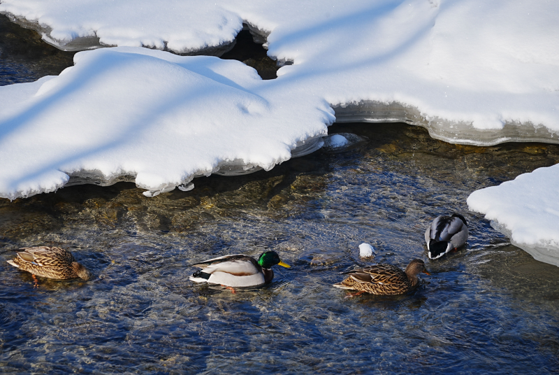 【图说新疆】阿勒泰：野鸭戏水报春来