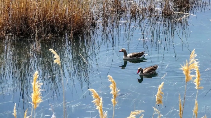 大雁、白鹭、赤麻鸭……哈巴河的“朋友圈”热闹起来了
