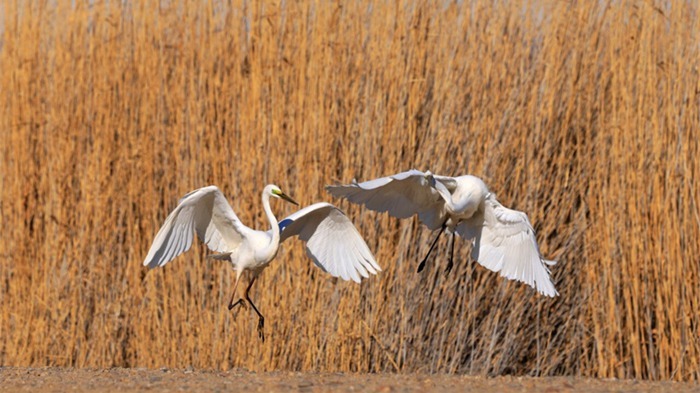 湿地迎来成群白鹭