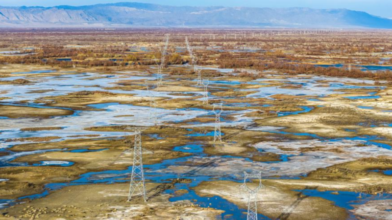 新疆阿勒泰：“生命鸟巢” 守护湿地生态与电网安全