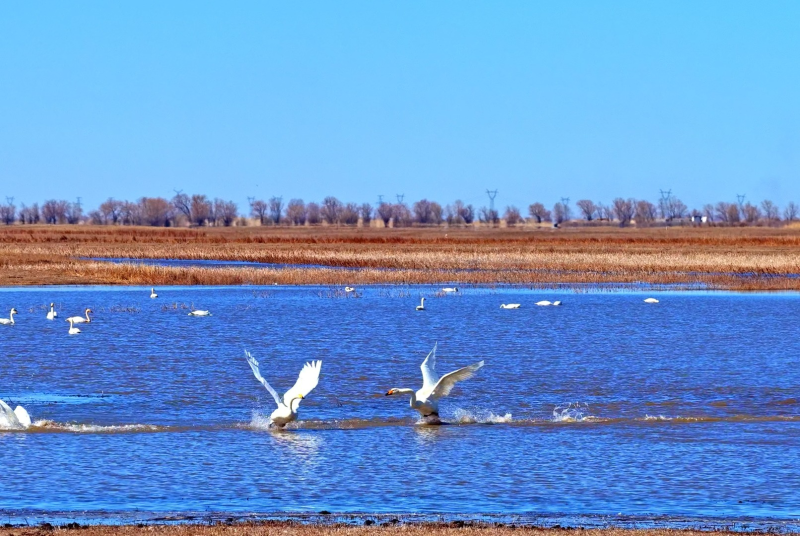 天鹅“做客”阿勒泰科克苏湿地