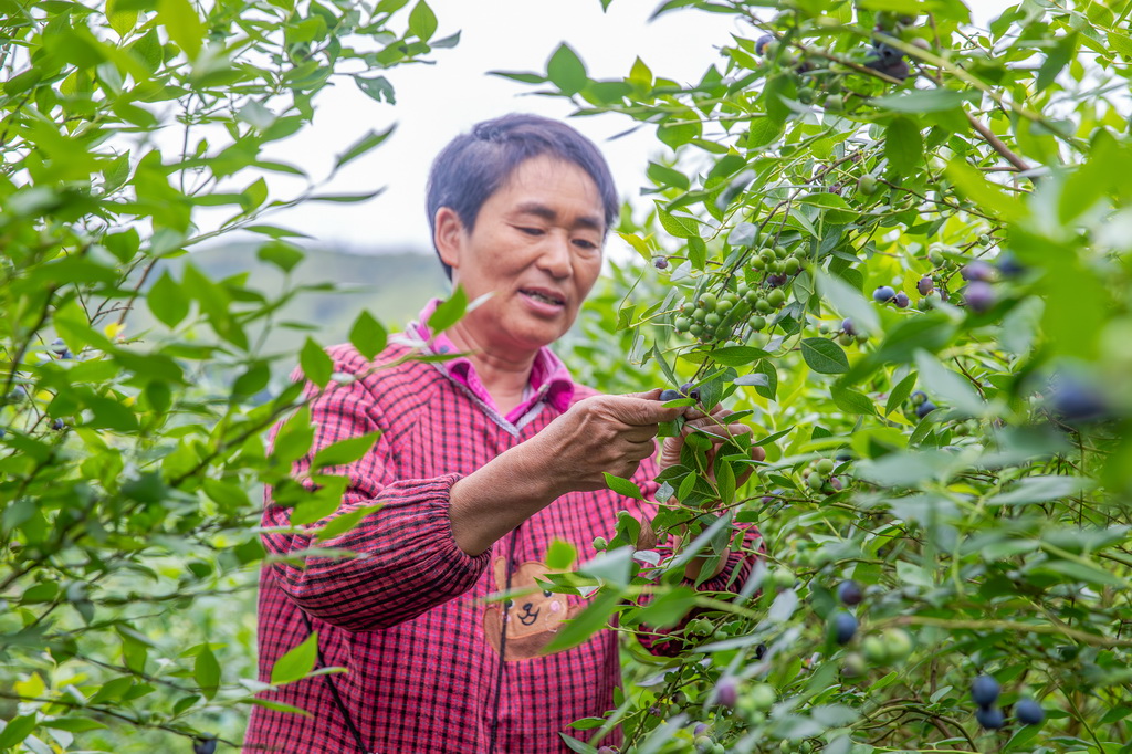 5月9日，村民在重庆市南川区一蓝莓产业基地采摘蓝莓。新华社发（瞿明斌摄）