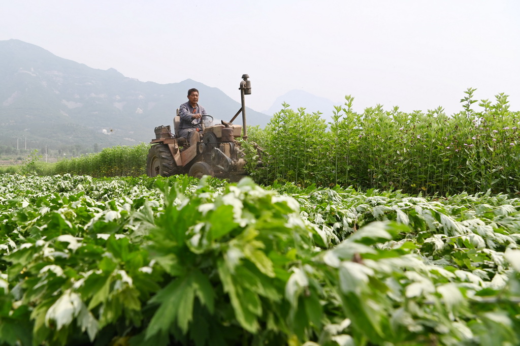 5月9日，在河南省沁阳市西向镇，农民驾驶农机收获艾草。新华社发（杨帆摄）