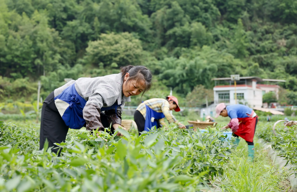 5月9日，村民在贵州省黔南布依族苗族自治州罗甸县逢亭镇祥脚村蔬菜种植基地采收辣椒。新华社发（史传鸿摄）