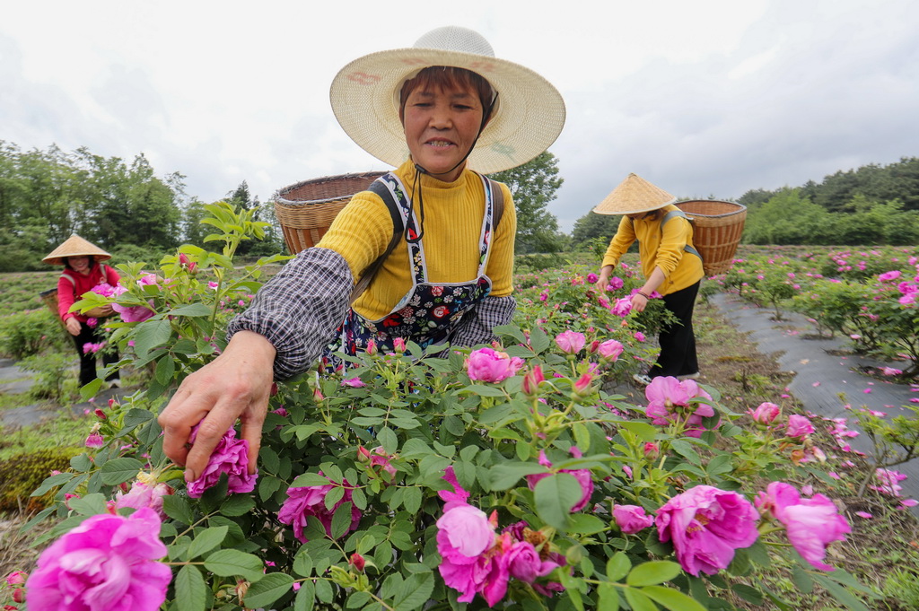 5月9日，村民在贵州省开阳县双流镇双永村玫瑰种植基地采摘玫瑰花。新华社发（袁福洪摄）