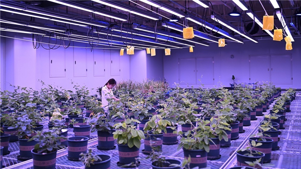 安徽宿州：打造种业科技谷
