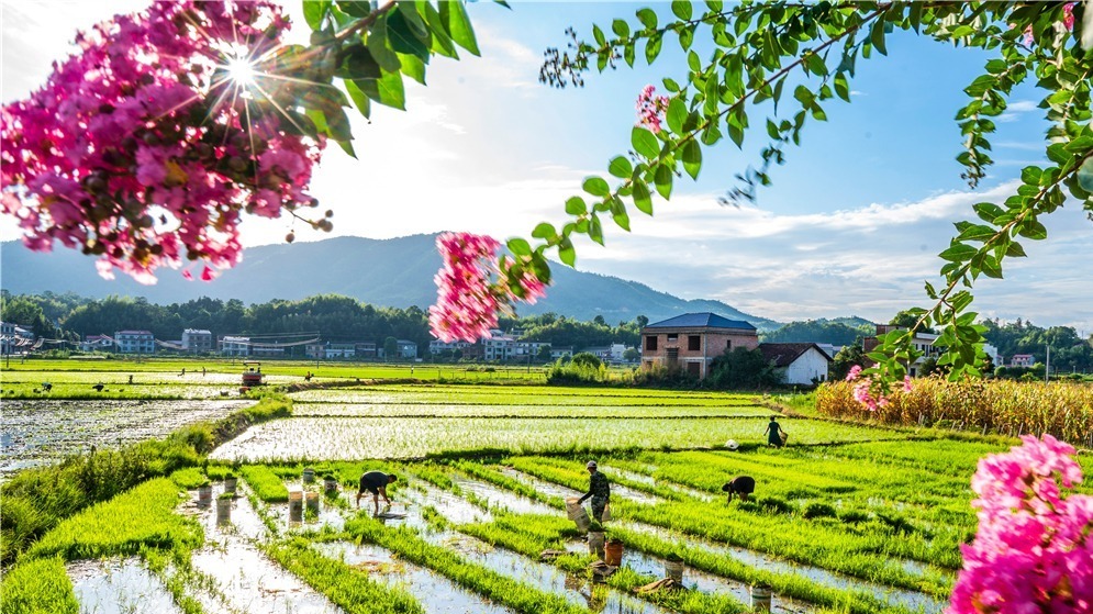 田间挥汗迎大暑