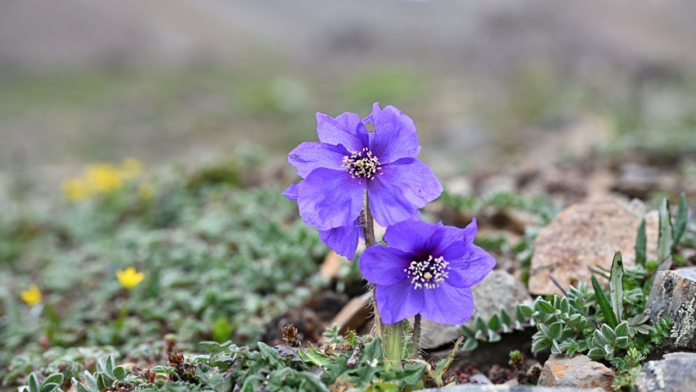 云南：探访云南丰富多样的高山花卉