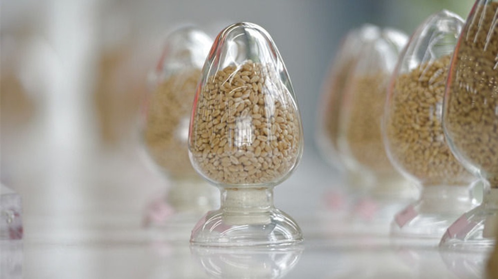 用更多好种子守护美好生活——种业振兴行动五年间