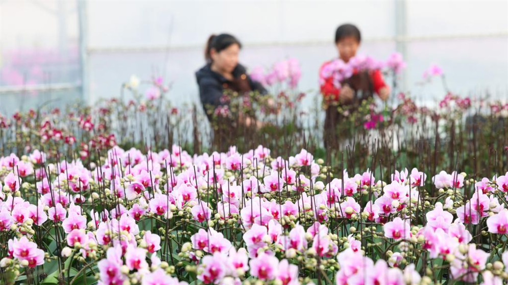 新年将至 鲜花经济迎“绽放”