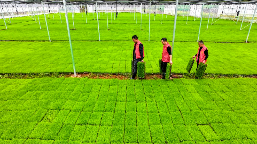 沃野田畴育秧忙