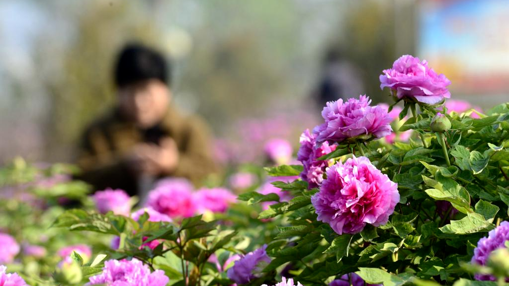 清明时节 不负花期