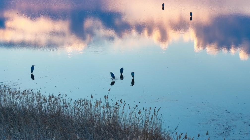 春风送暖 候鸟齐飞