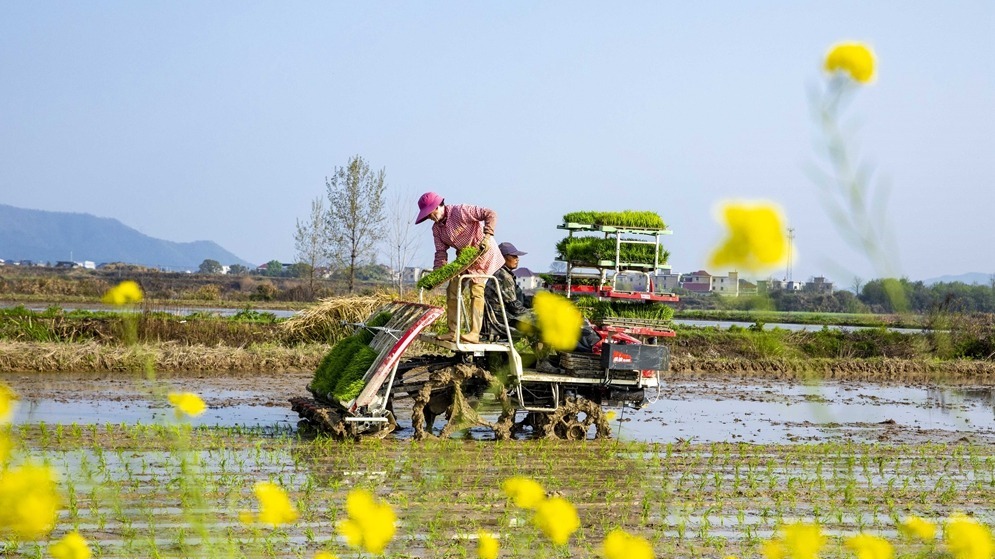 清明种得一田春
