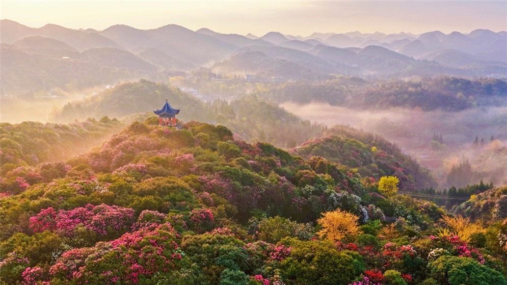 诗意中国丨几日春风又春雨 杜鹃依旧映山红