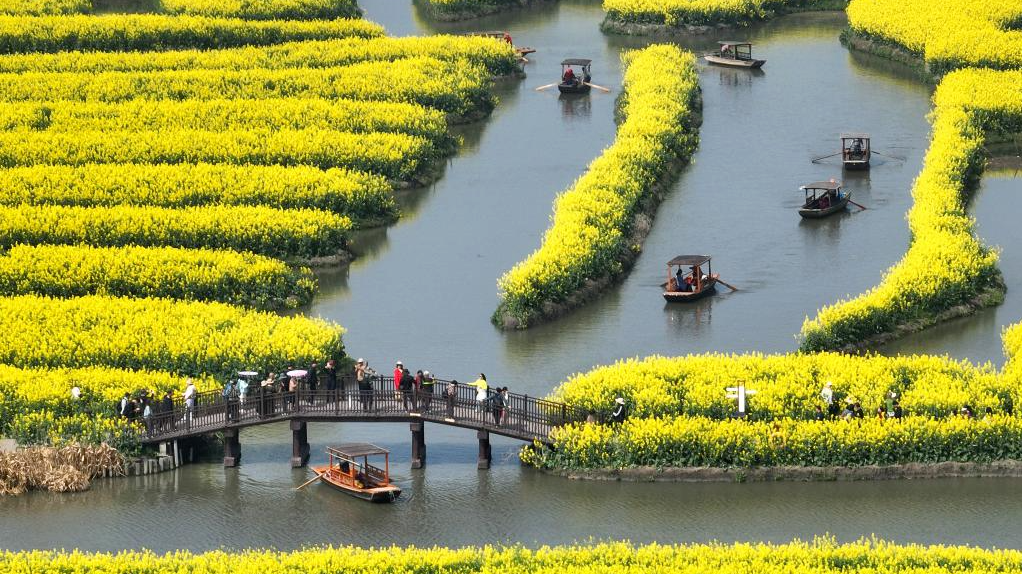 油菜花开乐游人