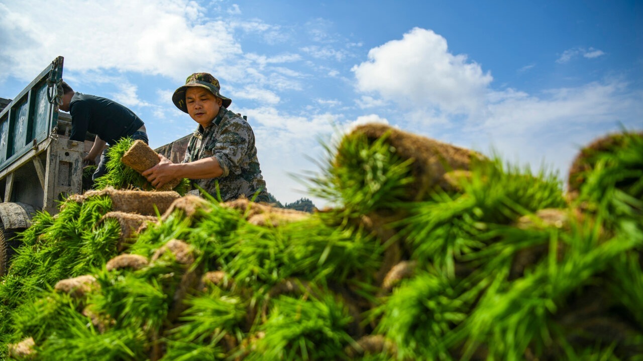 沃野春耕进行时——各地各部门高质量推进春季农业生产