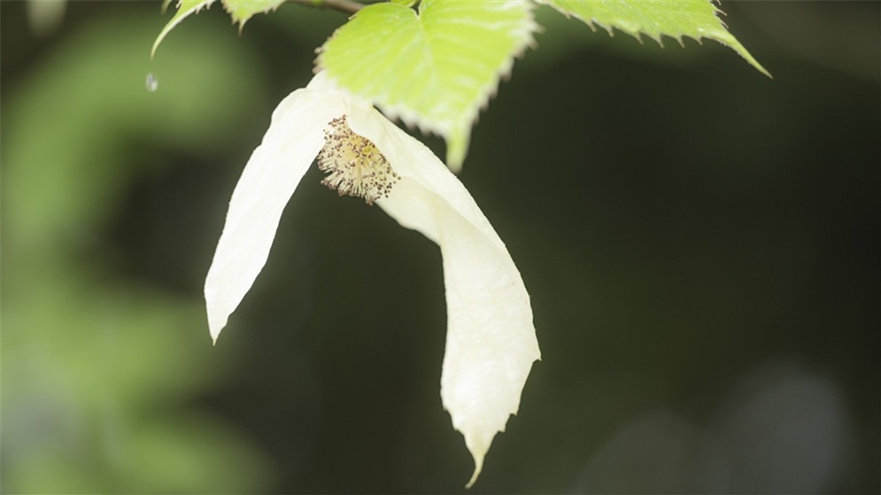 “植物活化石”珙桐在三峡坝区连片绽放