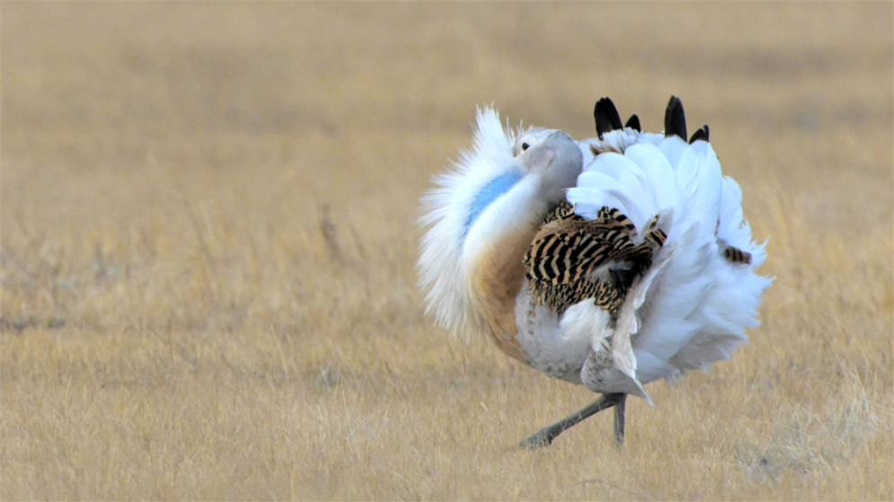 国家一级保护动物大鸨现身黑龙江