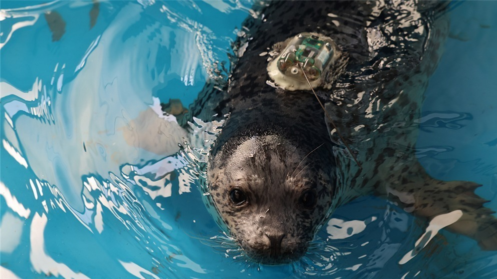 保护救助、人工繁育 我国放归5头西太平洋斑海豹