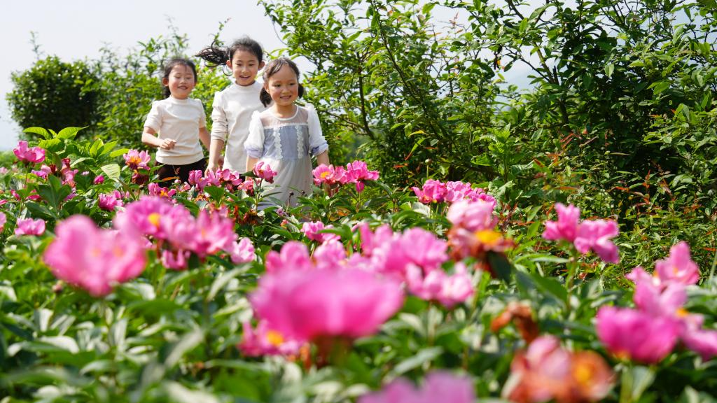 花开锦绣 满目春光