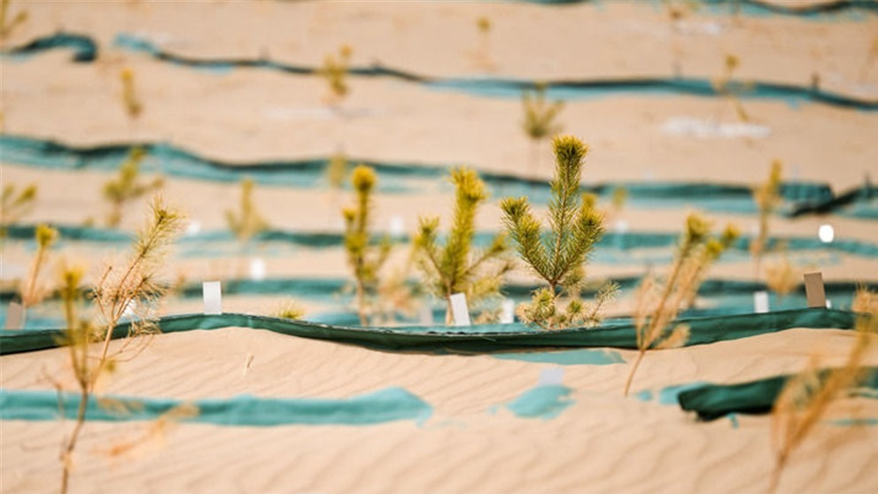 绿润丝路 沙海生金——全球荒漠化治理的中国智慧