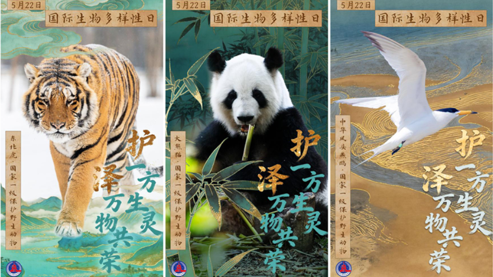 国际生物多样性日丨护一方生灵 泽万物共荣