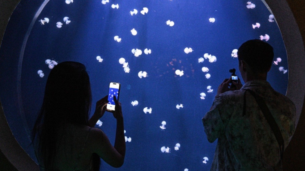 海洋生物多样性之美激发文旅活力