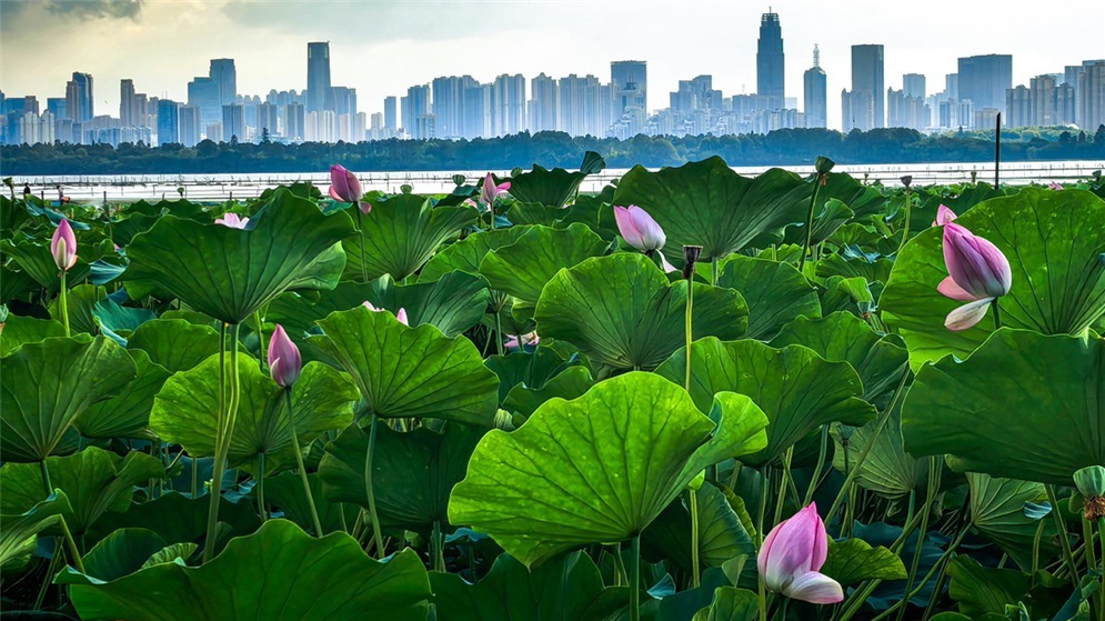 美丽中国丨碧水长天开画卷 荷风十里入东湖