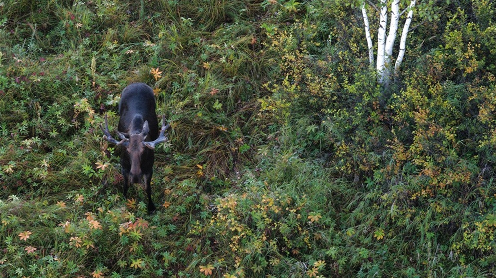 驼鹿悠然栖息南瓮河自然保护区