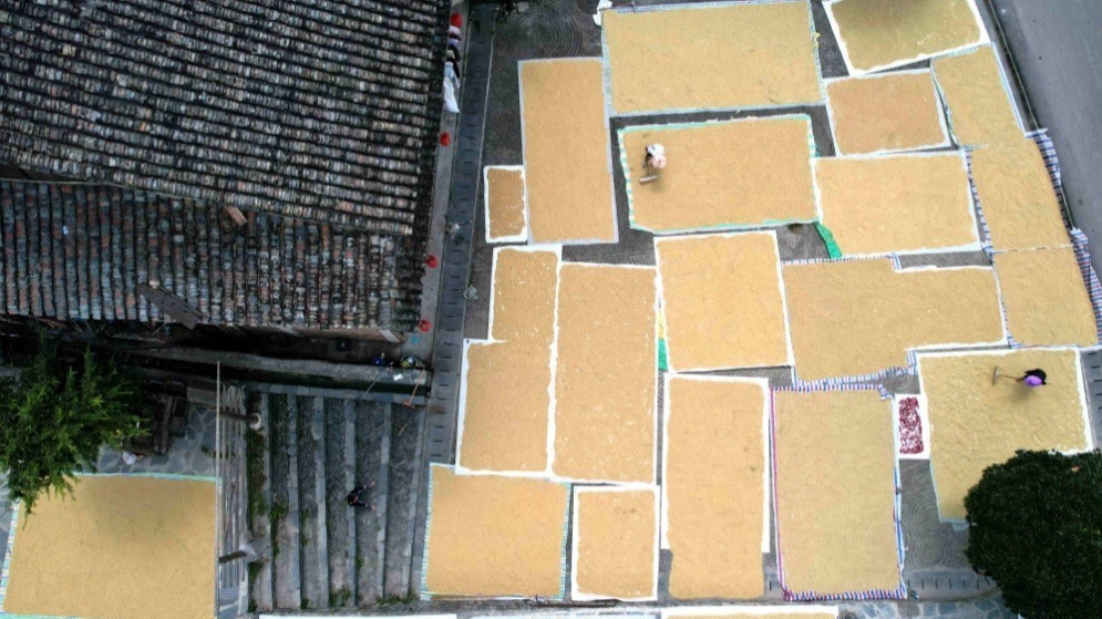 秋收好“丰”景