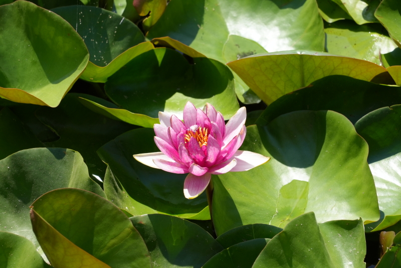 芦花湖中睡莲开