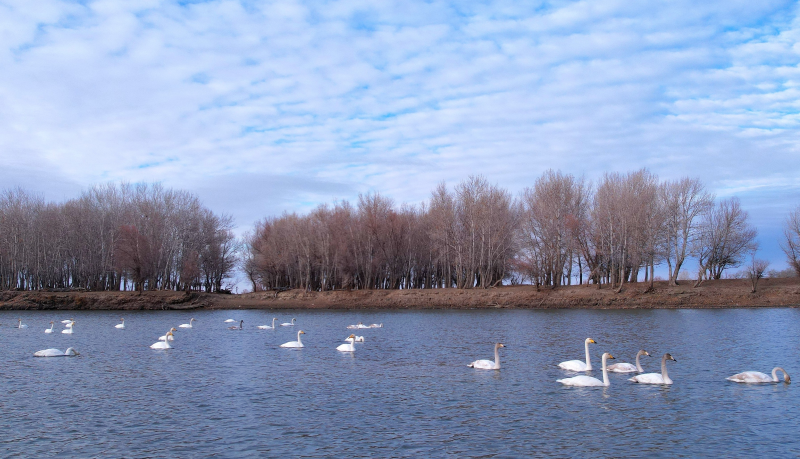 天鹅嬉戏额河畔