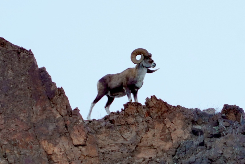 萨吾尔山精灵——盘羊