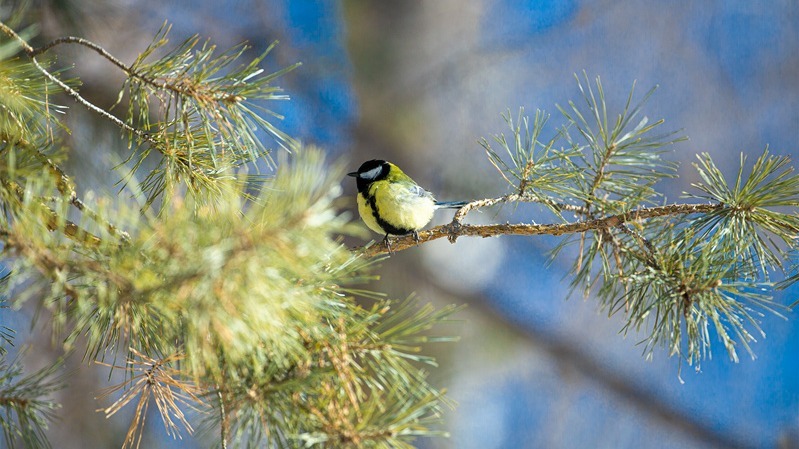 雪都春日序 萌物入画来