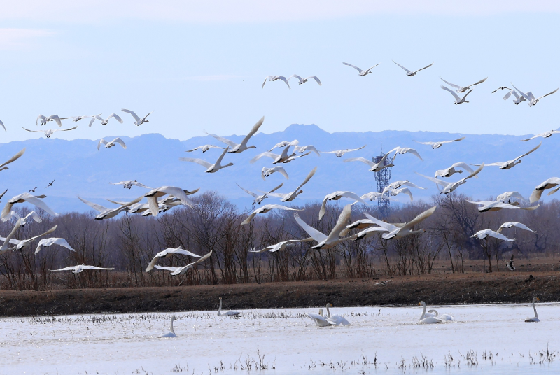 天鹅从南方迁徙归来