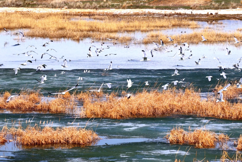 一湖清水鸟鸣伴  张张都是壁纸