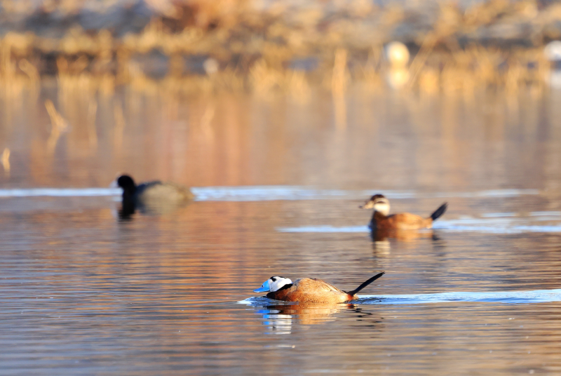 冰湖开 春水暖 候鸟翩跹入画来