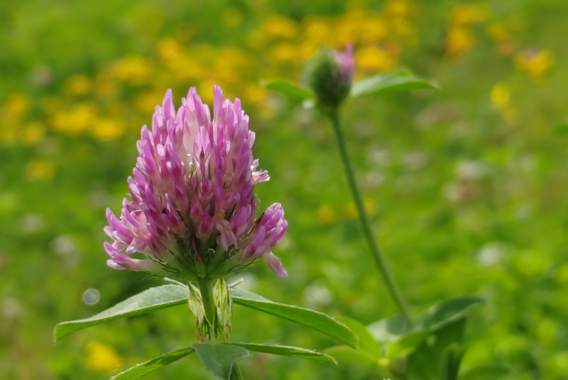阿勒泰“山花之约”提前了