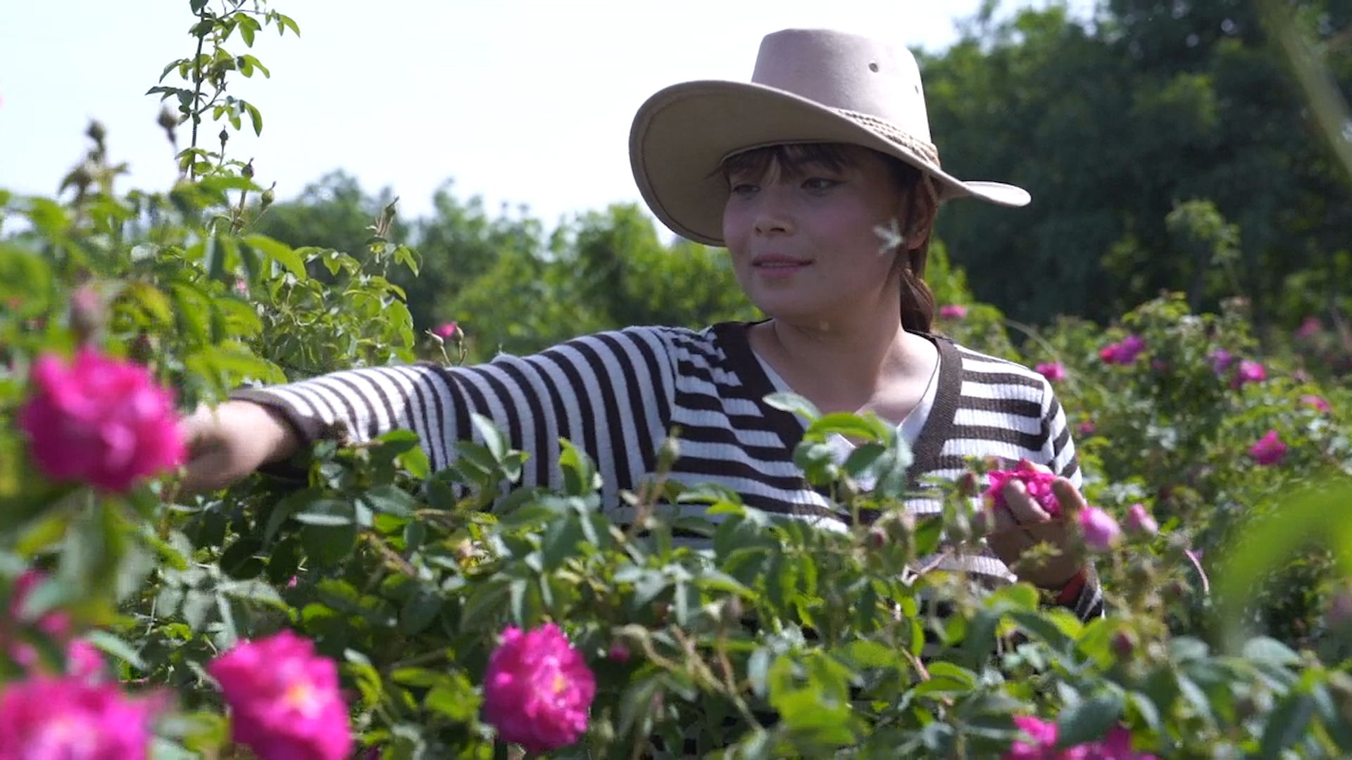 1块一朵的玫瑰转手涨10倍，揭秘昆明花市和“拍手们”的生意经 | CBNData
